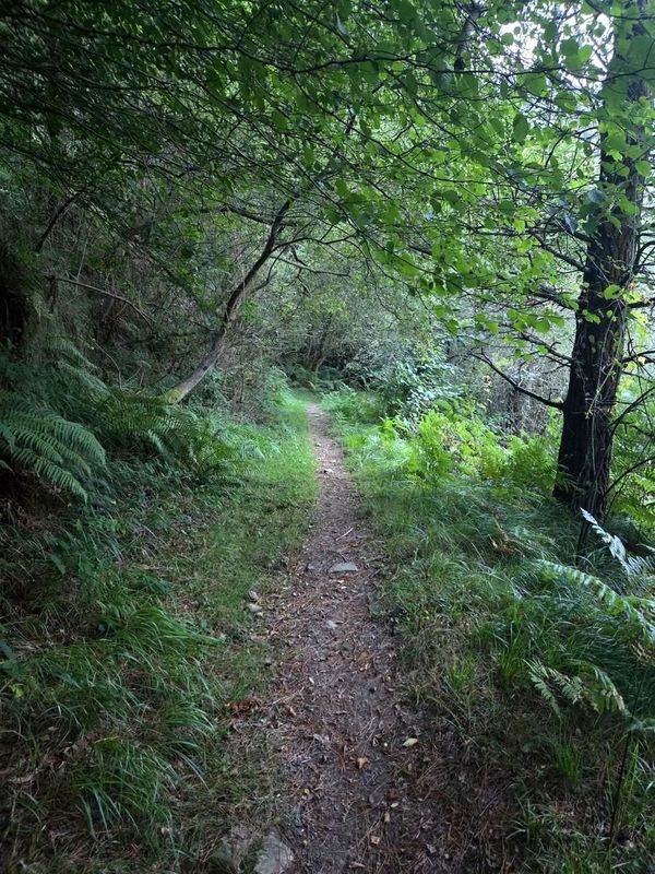 Sendero estrecho entre helechos y árboles, en un tramo umbrío del recorrido