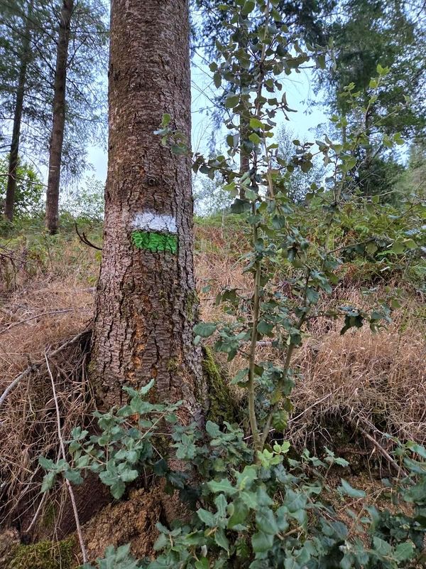 Marca verde y blanca de sendero pintada en el tronco de un árbol
