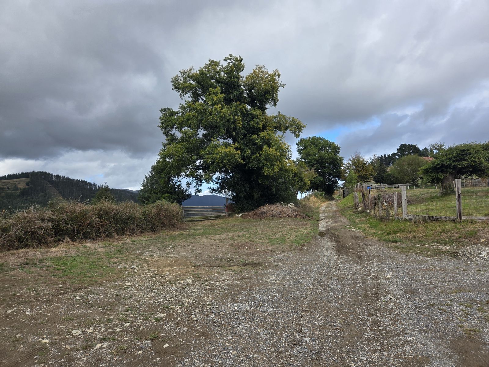 Roble grande junto a una cancela de madera en un cruce de caminos, con montes al fondo