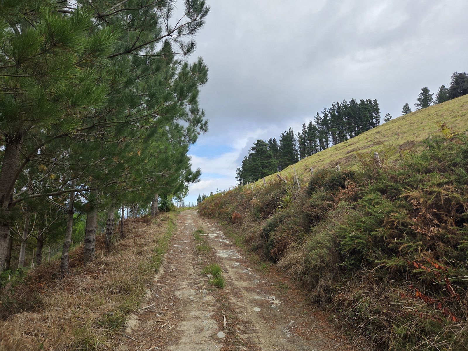 Pista de tierra entre una plantaci&oacute;n de pinos j&oacute;venes, con una ladera de helechos y pinos m&aacute;s altos en la loma