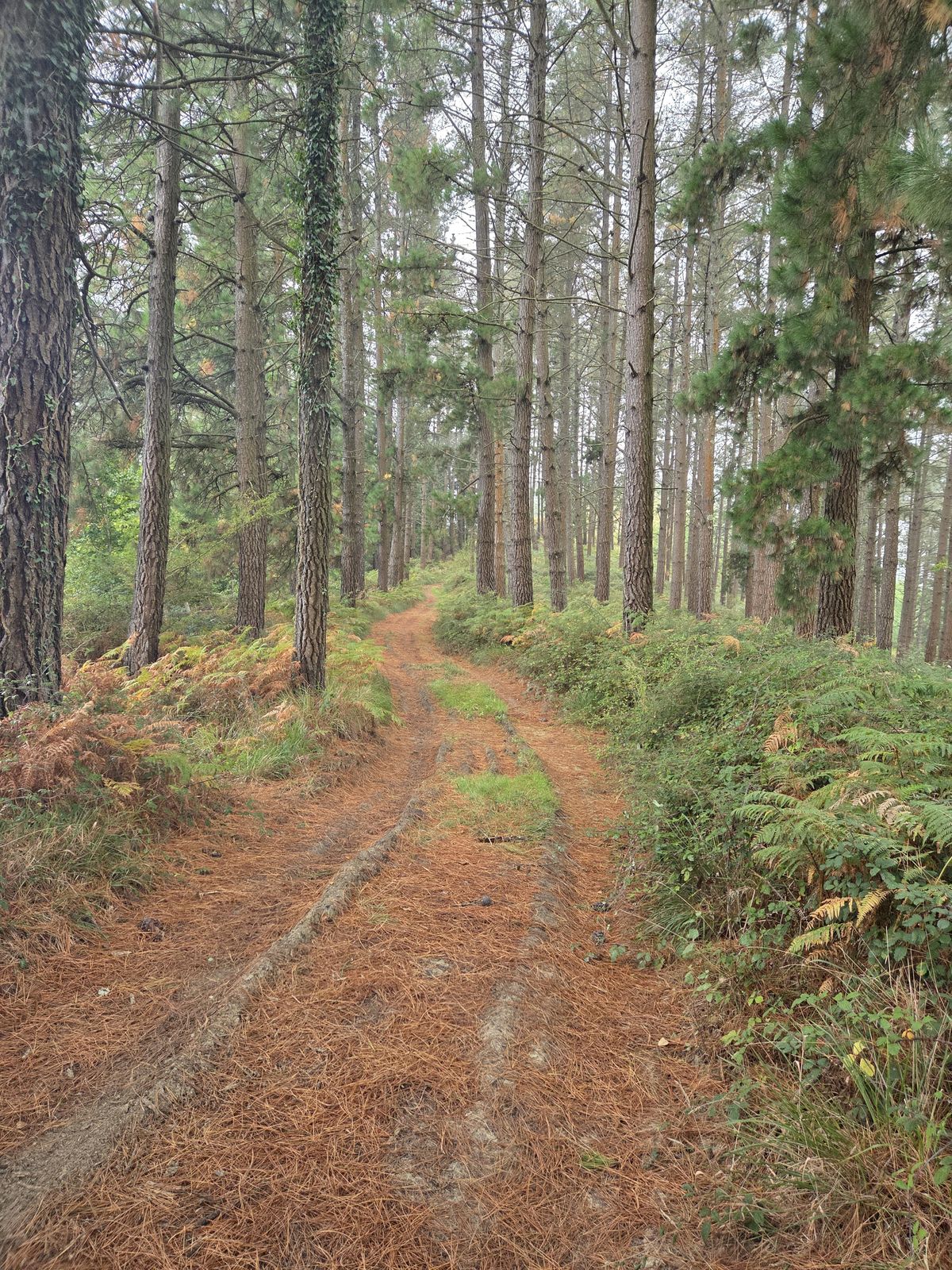 Pista forestal entre pinos altos, alfombrada de agujas de pino ca&iacute;das