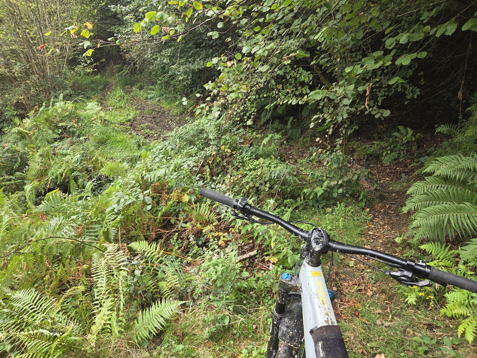 Sendero estrecho y muy cubierto de vegetaci&oacute;n entre helechos y avellanos, con una bicicleta de monta&ntilde;a en primer plano