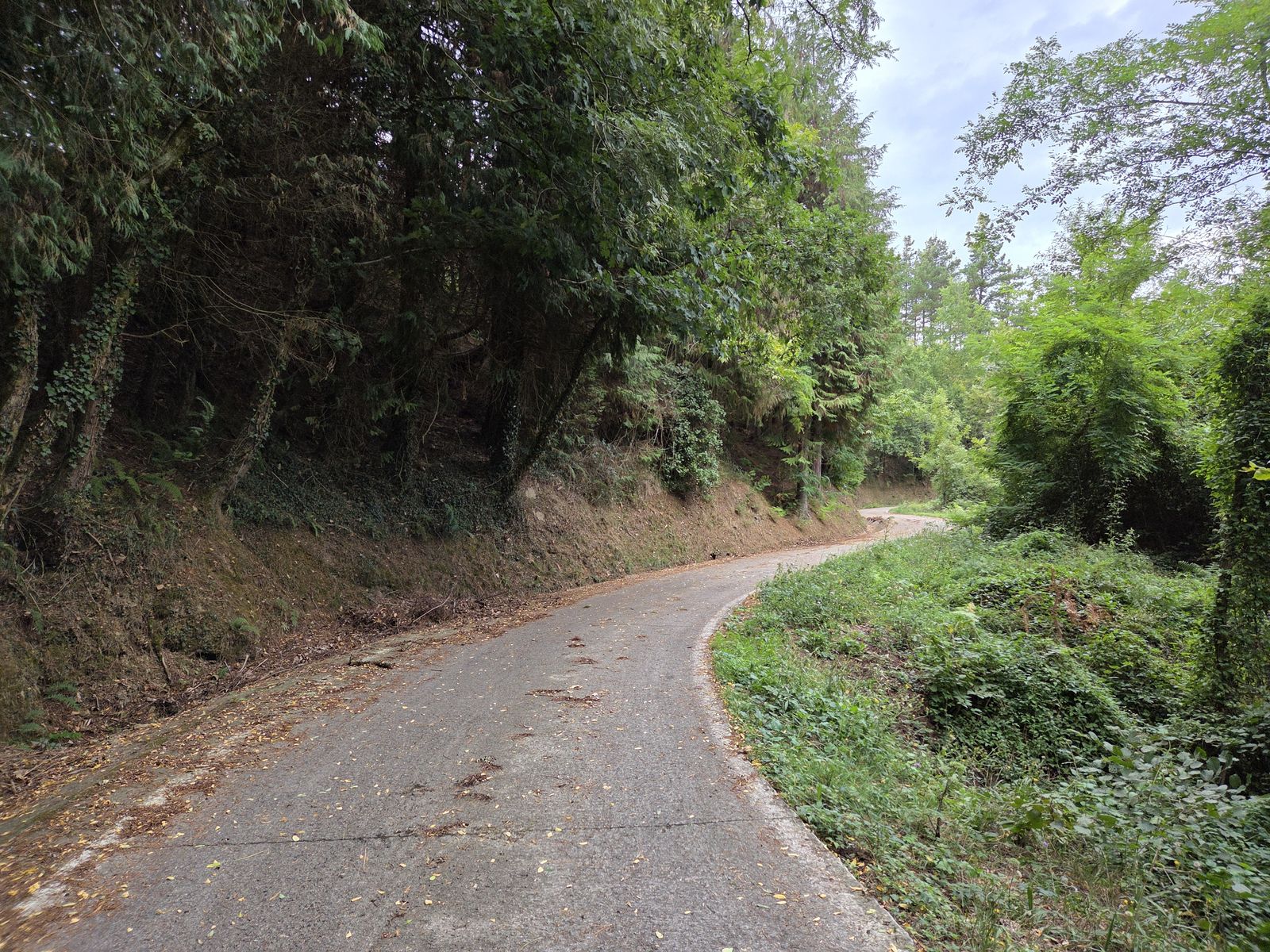 Pista de cemento entre &aacute;rboles, en un tramo con sombra