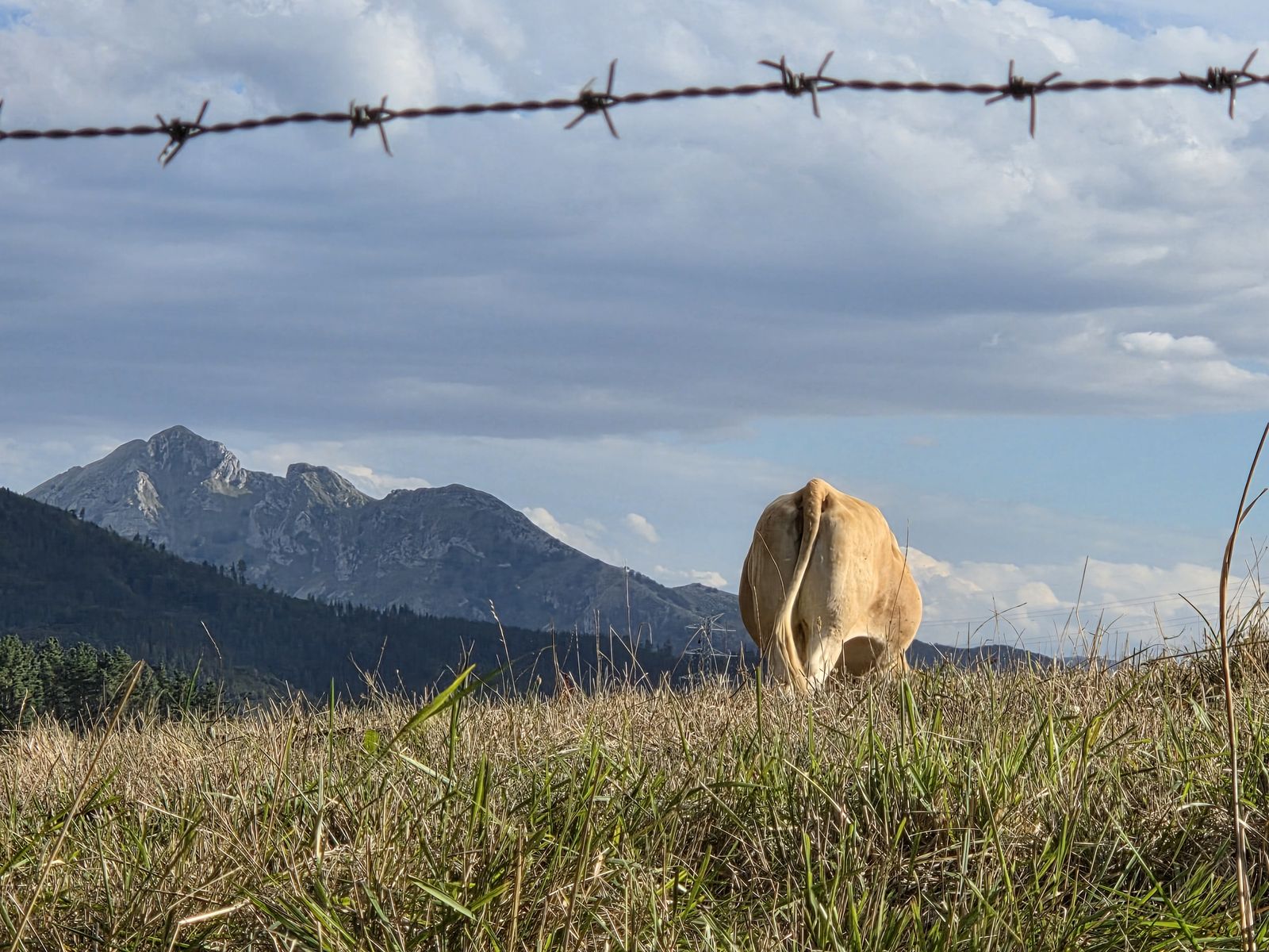 Una vaca junto a una valla de alambre de espino, con monta&ntilde;as al fondo