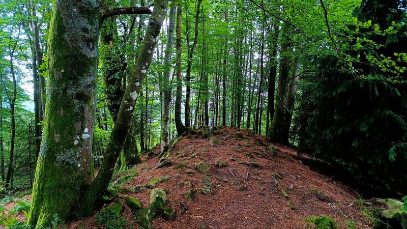 Erdellako tontorra, harrizko muino bat pagadi betean, lurra orbelez estalita eta gailurreko zutoina enborren artean