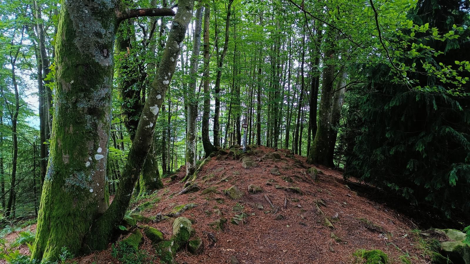 La cima de Erdella, una loma rocosa en pleno hayedo, con el suelo alfombrado de hojarasca y el poste de la cumbre entre los troncos