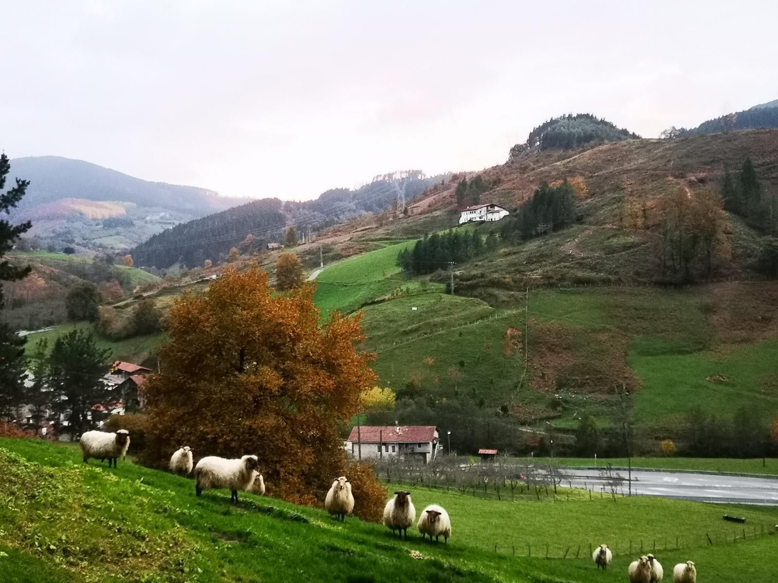 Ovejas pastando en una ladera, con caseríos y bosque en el valle al fondo