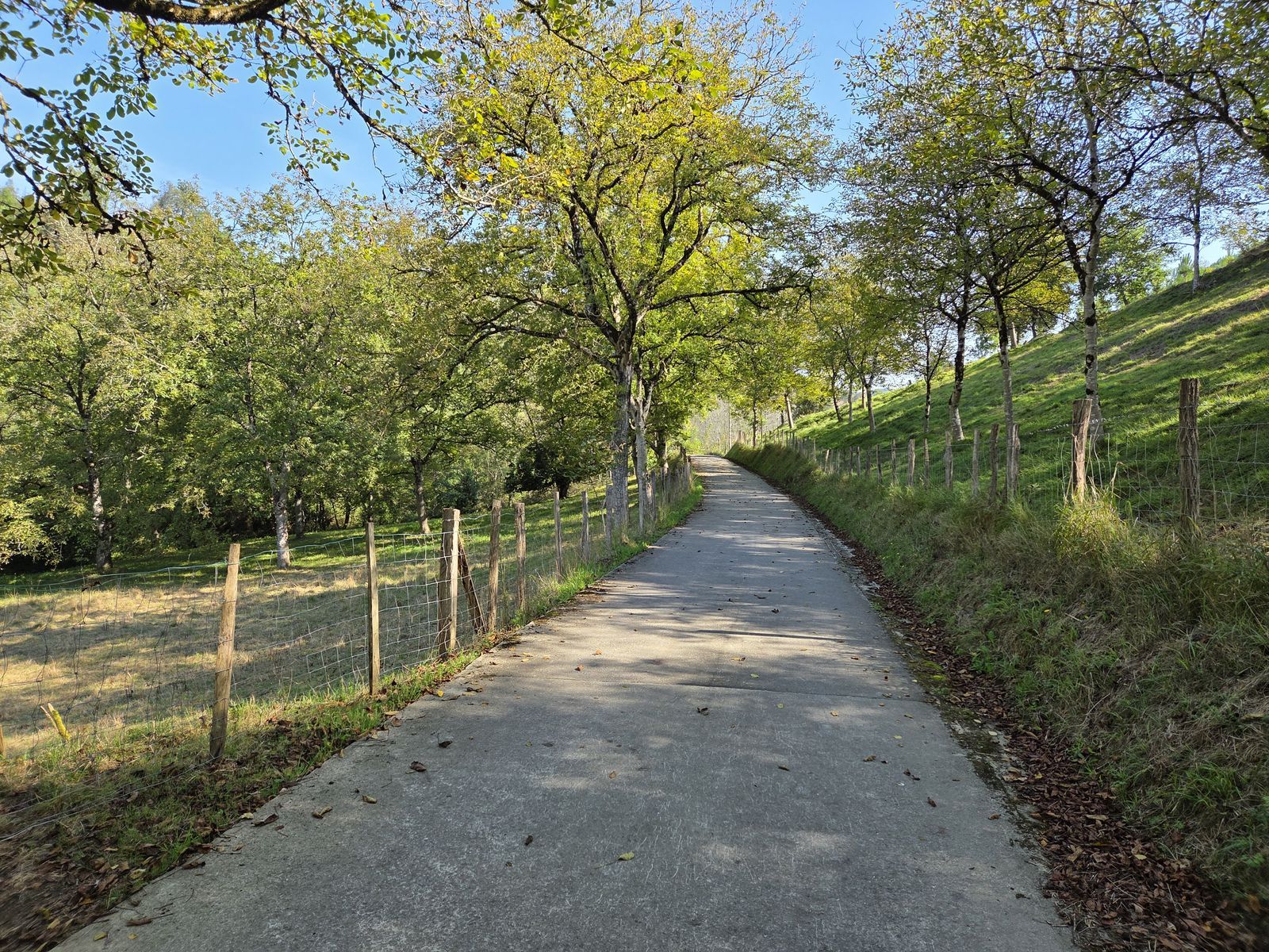 Pista de cemento entre árboles, con luz de otoño filtrándose entre las hojas