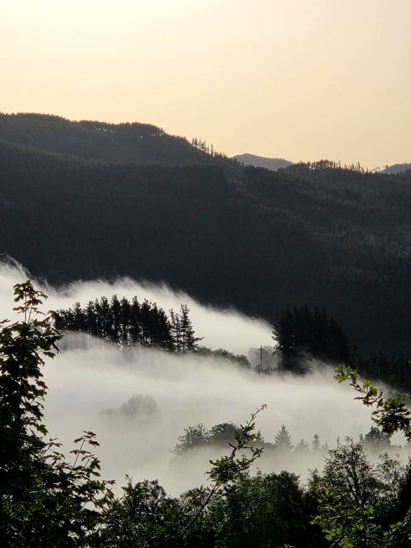 Niebla entre los árboles cerca de la cima