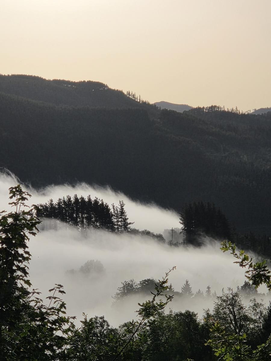 Niebla entre los árboles cerca de la cima