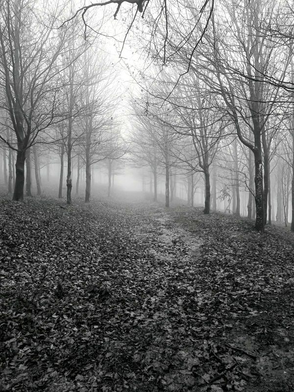 El hayedo en la niebla, en blanco y negro: los troncos desnudos a los lados y el camino cubierto de hojarasca subiendo hasta perderse en la bruma