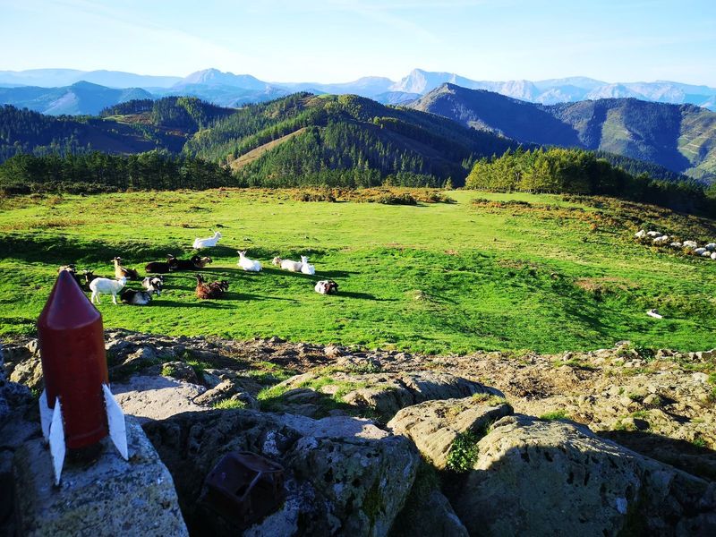 Moj&oacute;n de piedra en la cima, con un reba&ntilde;o de cabras tumbadas en el prado y las monta&ntilde;as del entorno al fondo