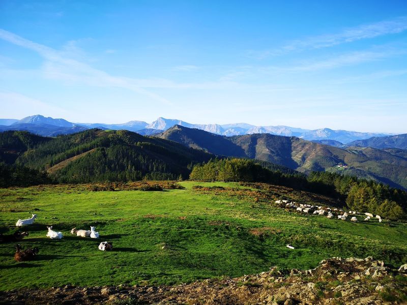 Reba&ntilde;o de cabras y ovejas tumbadas en un prado de la cima, con el cordal boscoso y las monta&ntilde;as al fondo