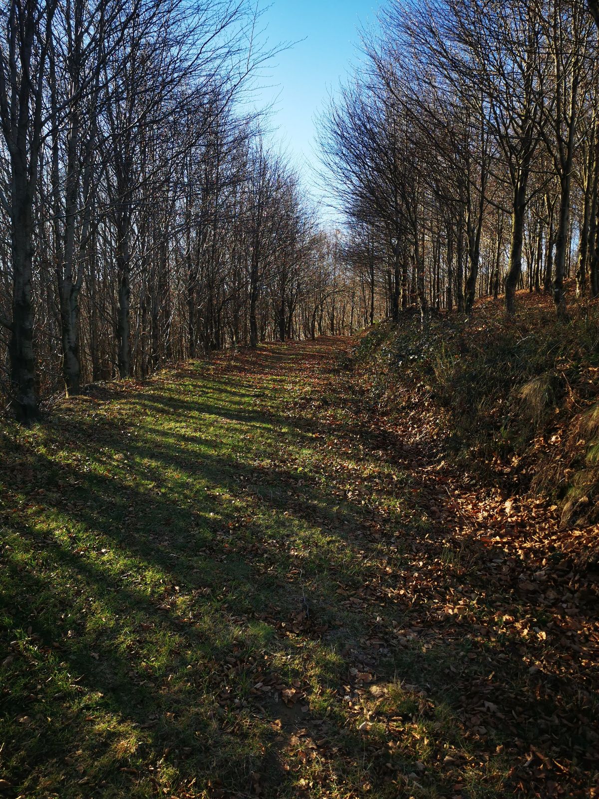 Camino entre hayas sin hojas, con el sol filtr&aacute;ndose entre las ramas