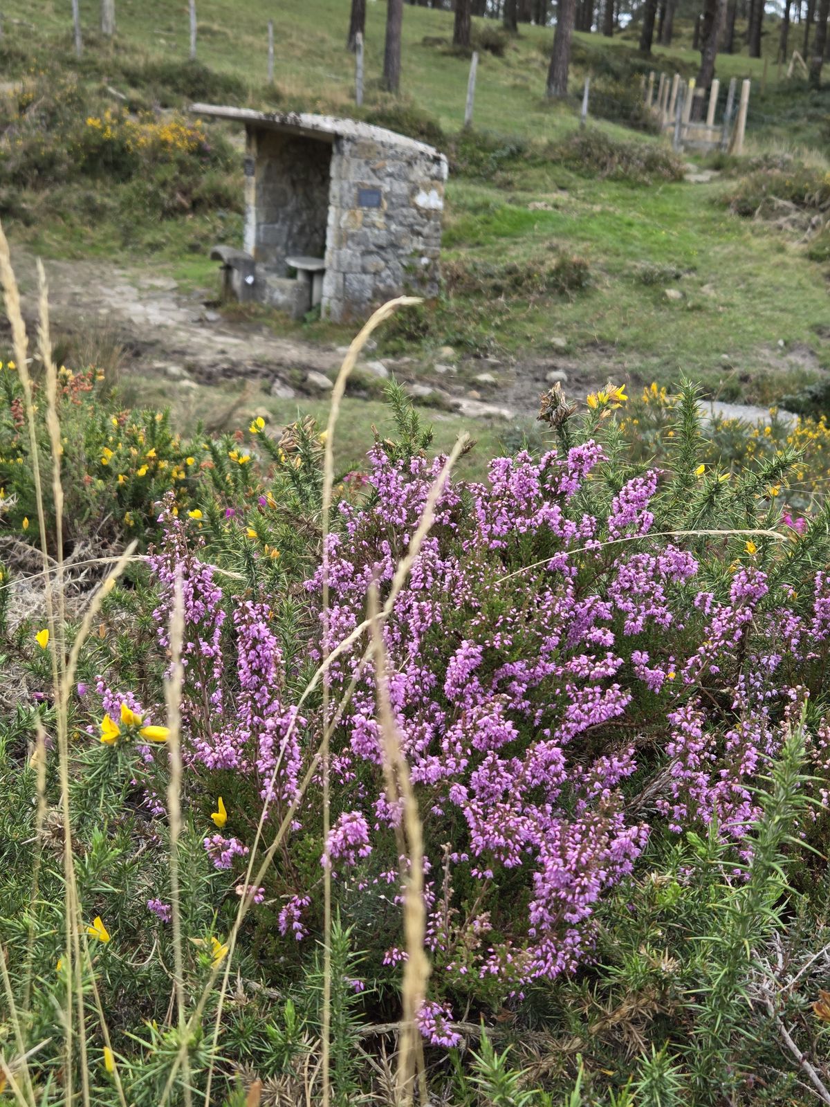 Fuente de Iturzuri, entre brezo y argoma en flor