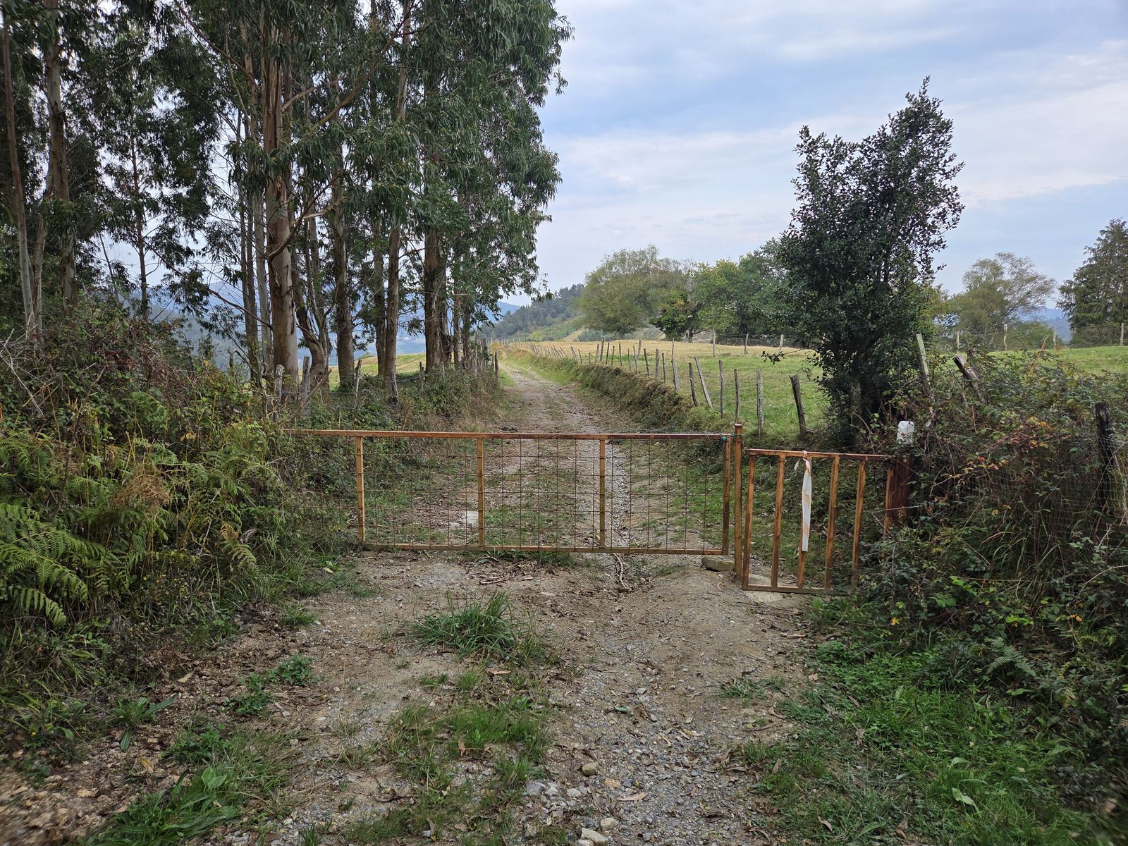 Egurrezko langa itxita pistaren erdian, eukalipto eta hesitutako soroen artean