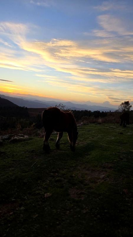 Zaldia bazkan ilunabarrean gandor batean, mendiak atzealdean dituela