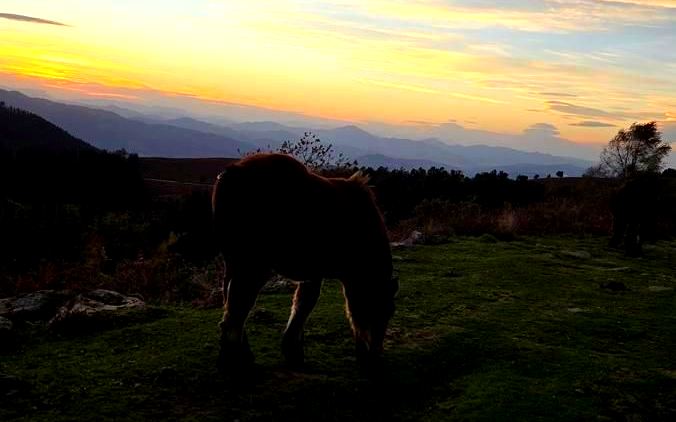 Caballo pastando al atardecer en una cresta, con las montañas al fondo