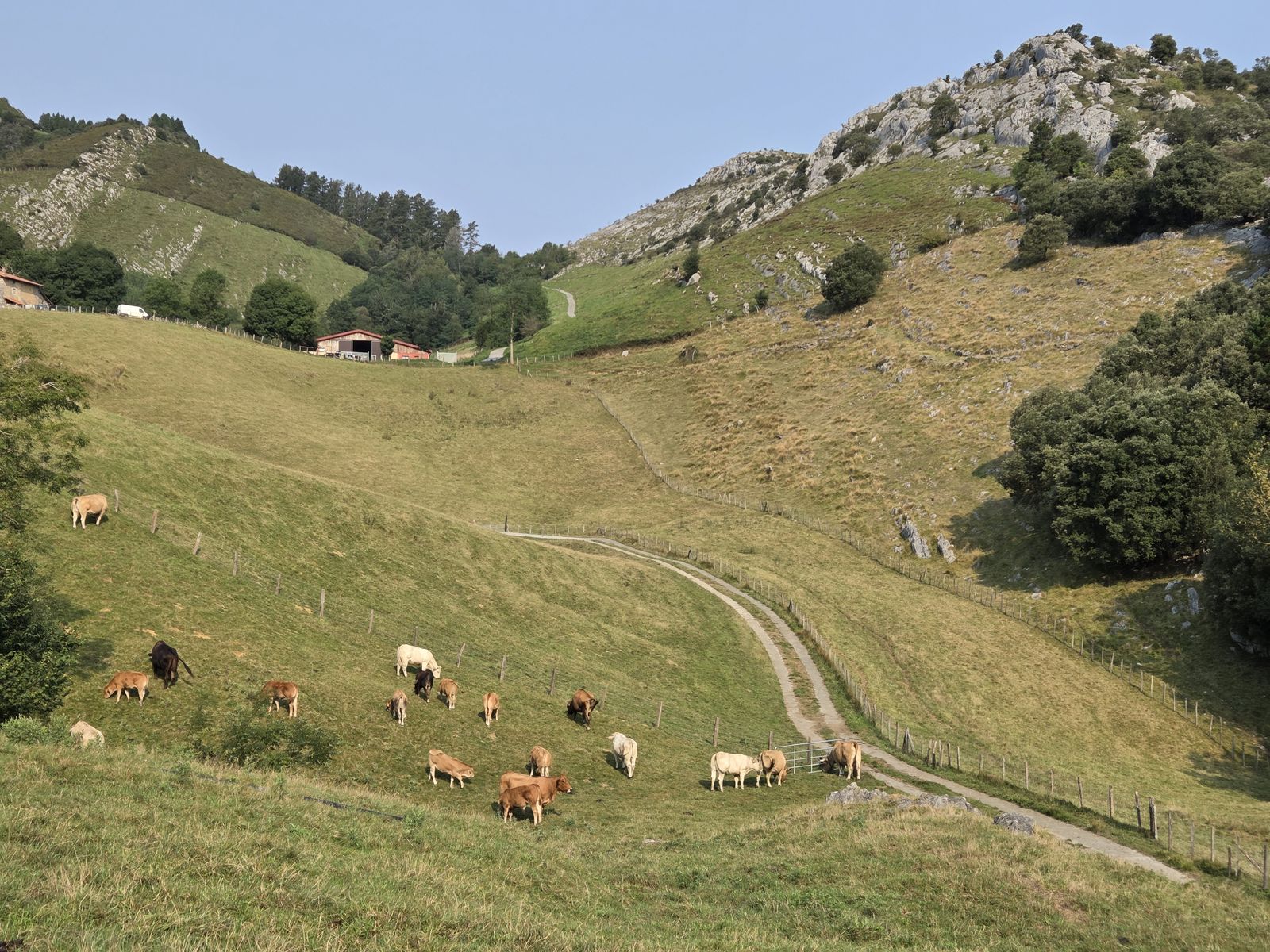 Abereak larrean, harana zeharkatzen duen lurrezko bide batekin eta harkaizko gailurrak hondoan