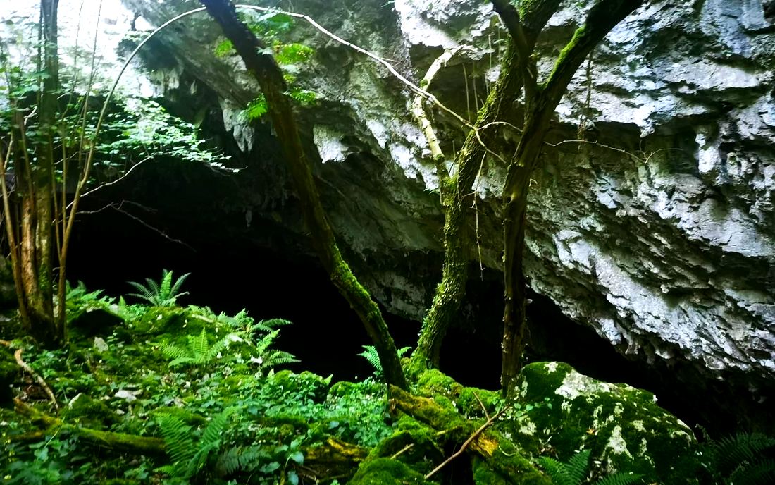 Boca de la cueva de Kobaria koba vista desde dentro, con helechos y musgo alrededor
