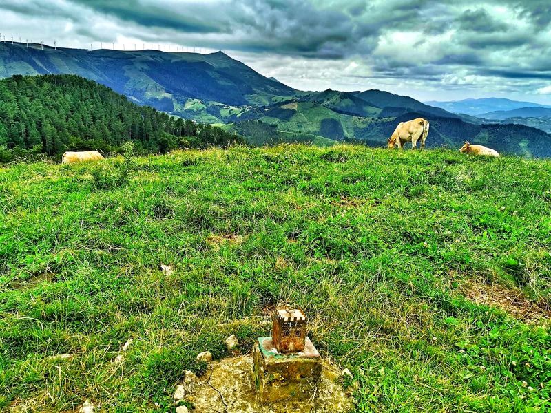 Vacas pastando junto al moj&oacute;n de la cima del Mendibil
