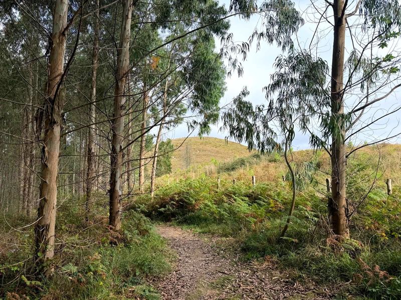 Salida del eucaliptal a una loma pelada, con helechos y una alambrada al borde del camino