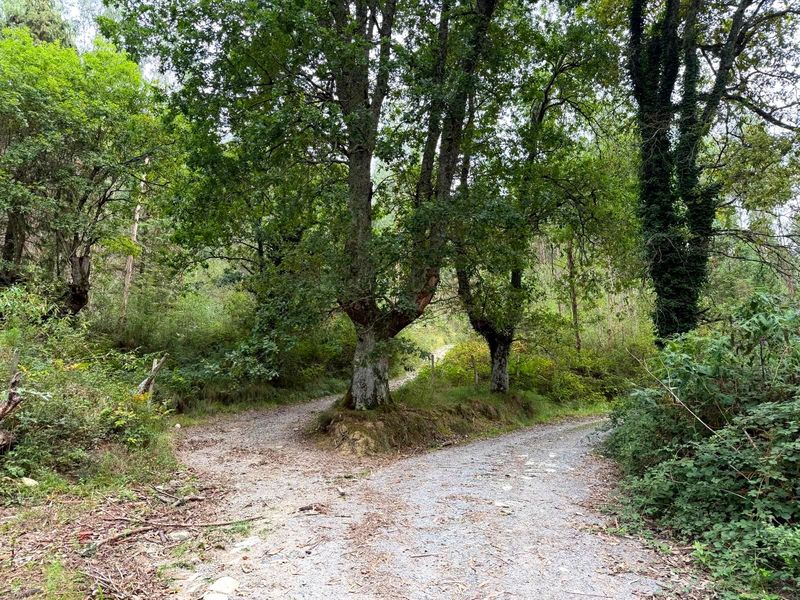 Bifurcaci&oacute;n de la pista junto a un roble grande con las ra&iacute;ces al aire, rodeada de bosque