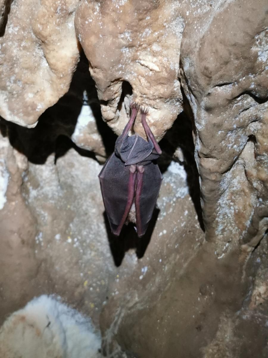 Un murci&eacute;lago colgado del techo de la cueva, junto a formaciones de piedra