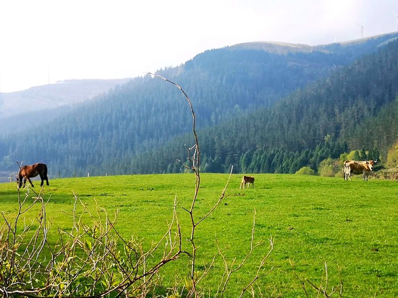 Caballos y vacas pastando en una campa, con montes boscosos y aerogeneradores al fondo entre la bruma