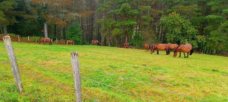 Grupo de caballos pastando junto al bosque, con una alambrada en primer plano