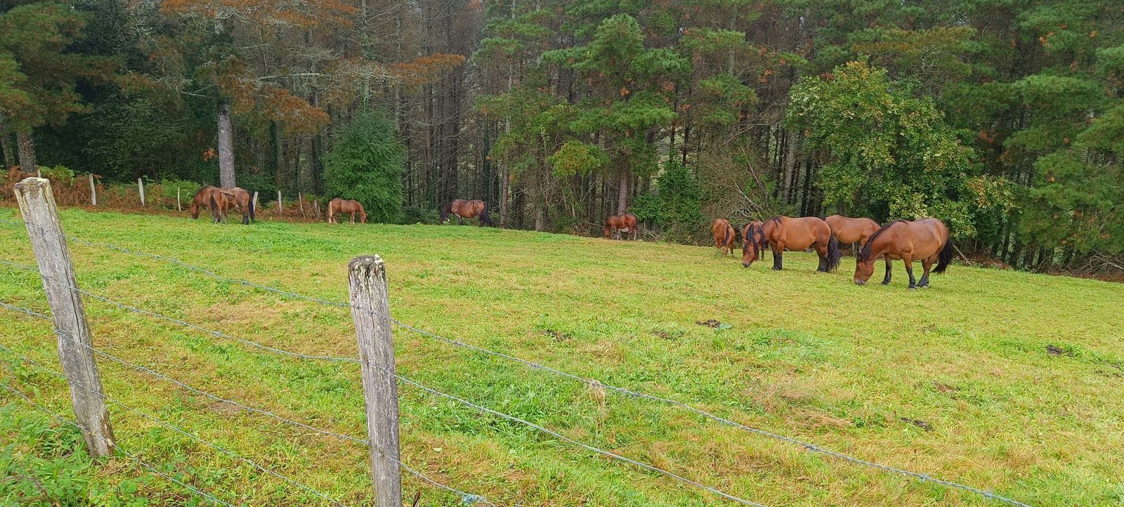 Grupo de caballos pastando junto al bosque, con una alambrada en primer plano