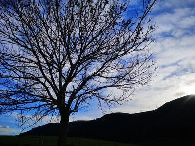 &Aacute;rbol sin hojas recortado contra un cielo azul con nubes, con montes y aerogeneradores al fondo