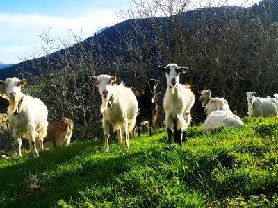 Reba&ntilde;o de cabras en una ladera verde, mirando hacia la c&aacute;mara