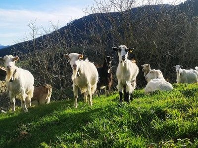 Reba&ntilde;o de cabras en una ladera verde, mirando hacia la c&aacute;mara