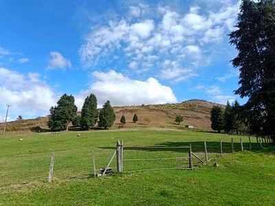 Campa verde con una puerta de madera y alambrada, pinos dispersos y un monte al fondo