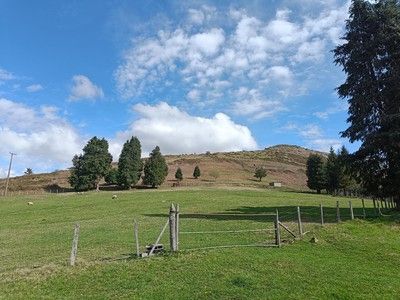 Campa verde con una puerta de madera y alambrada, pinos dispersos y un monte al fondo