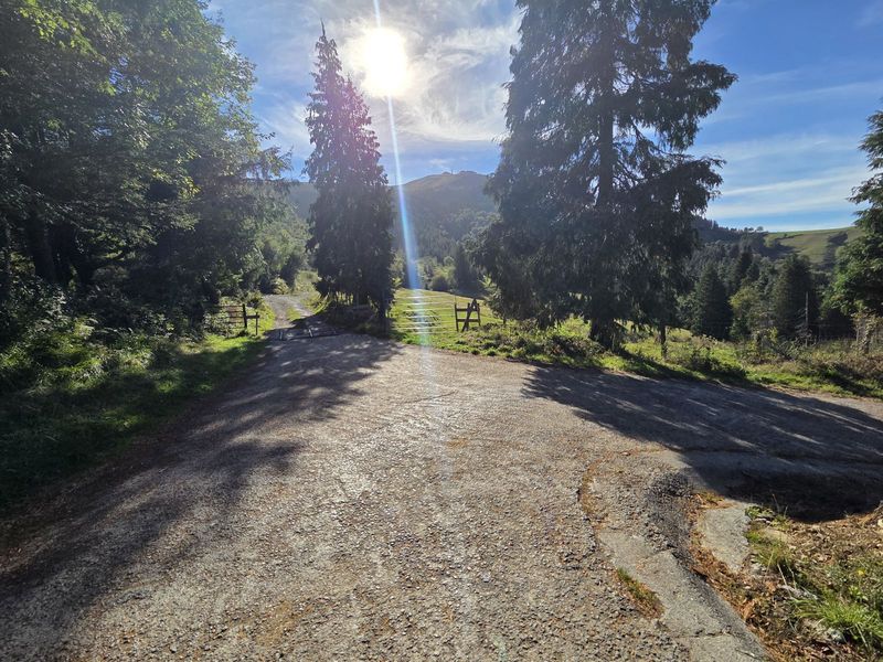 Pista de grava bajando hacia una cancela met&aacute;lica entre pinos altos, con un monte al fondo