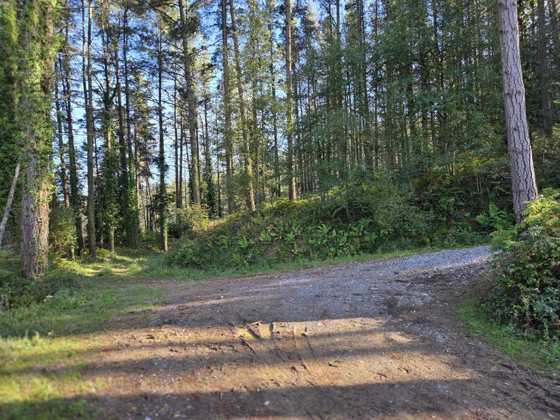 Pista forestal entre pinos altos y hiedra, con un claro iluminado al fondo