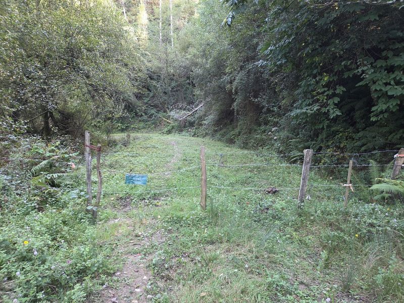 Sendero herboso entre postes de alambre de espino, adentr&aacute;ndose en el bosque