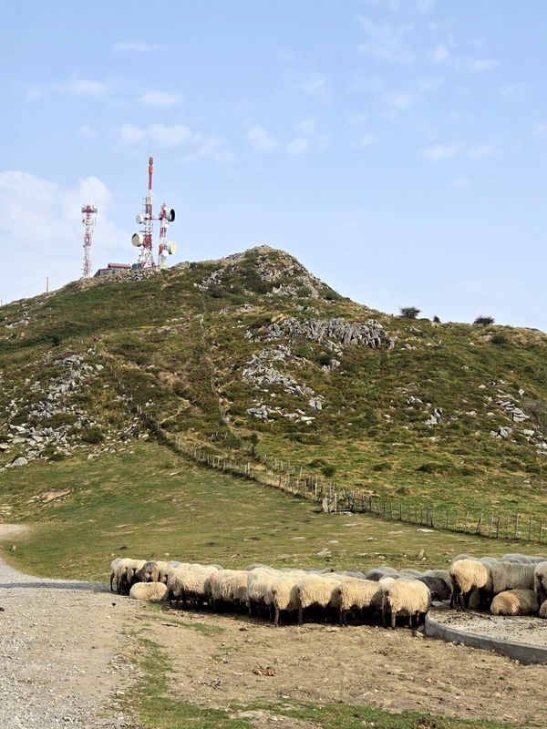 Reba&ntilde;o de ovejas caminando en fila junto a la alambrada, por la pista que recorre el cordal, con las antenas de la cima recortadas al fondo