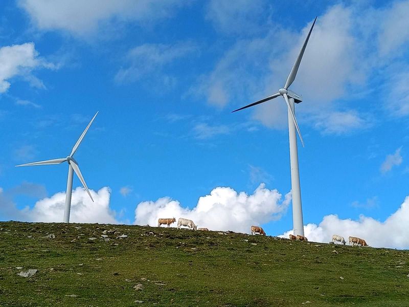 Behiak bazkan gailurrean, bi eolikoren azpian, hodeiak eta zeru urdina dituztela