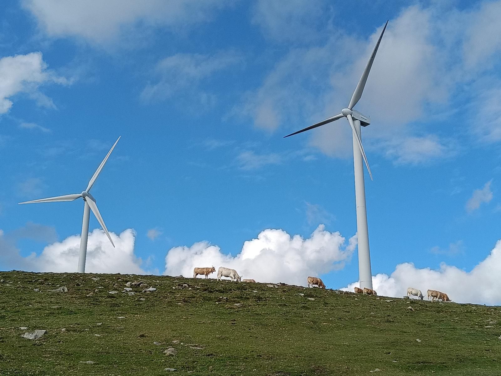 Vacas pastando en el cordal, bajo dos aerogeneradores, con nubes y cielo azul