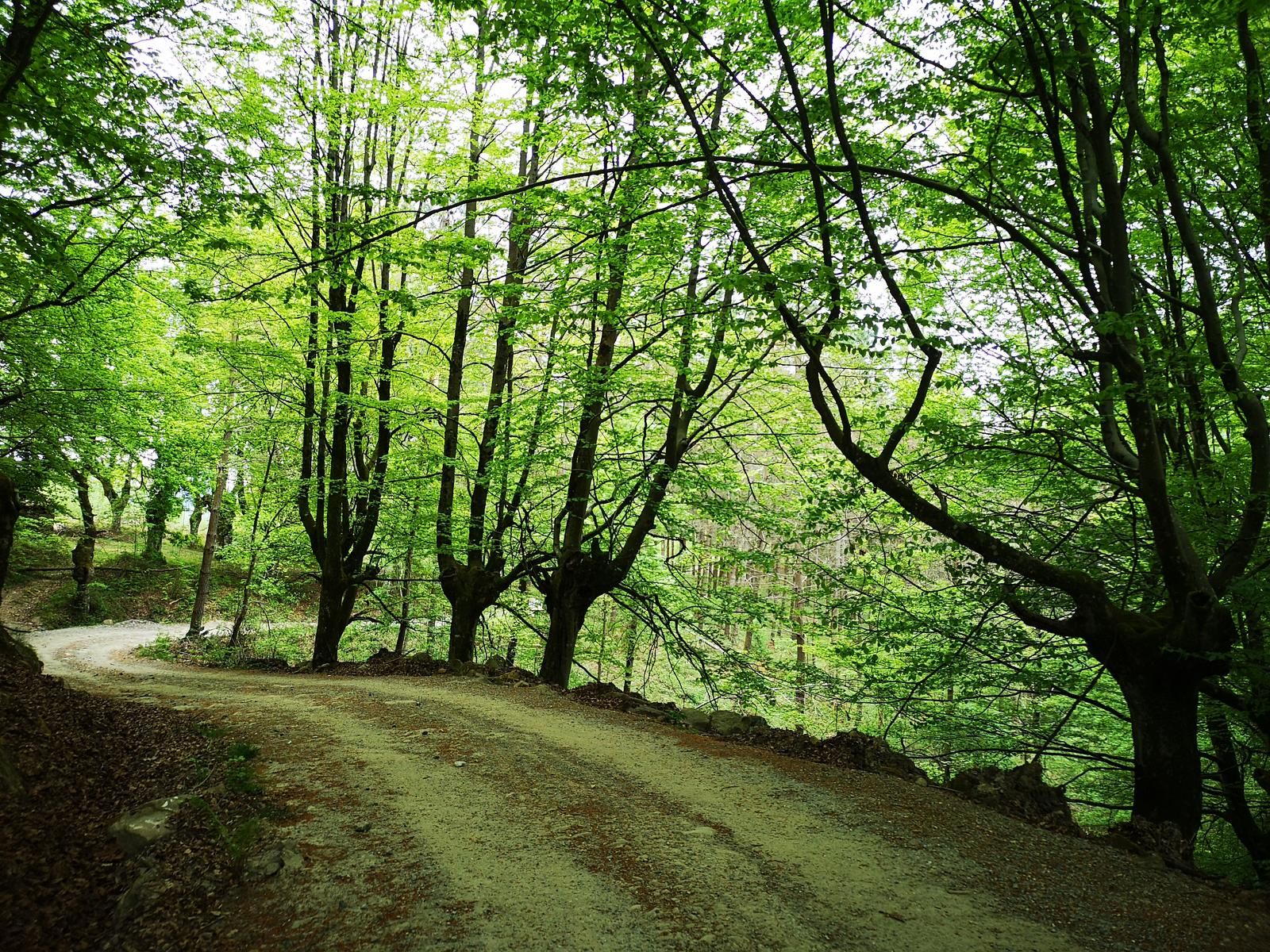 Pista de tierra entre hayas, en una curva del bosque