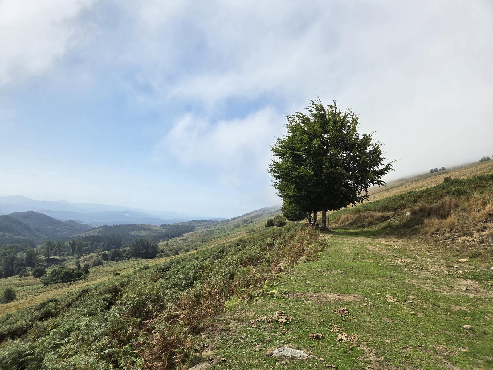 Un hayedo solitario en la cresta, con vistas al valle entre nubes