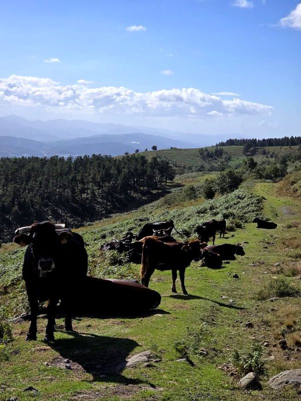 Behiak bizkarrean atseden hartzen, harana eta mendiak atzealdean