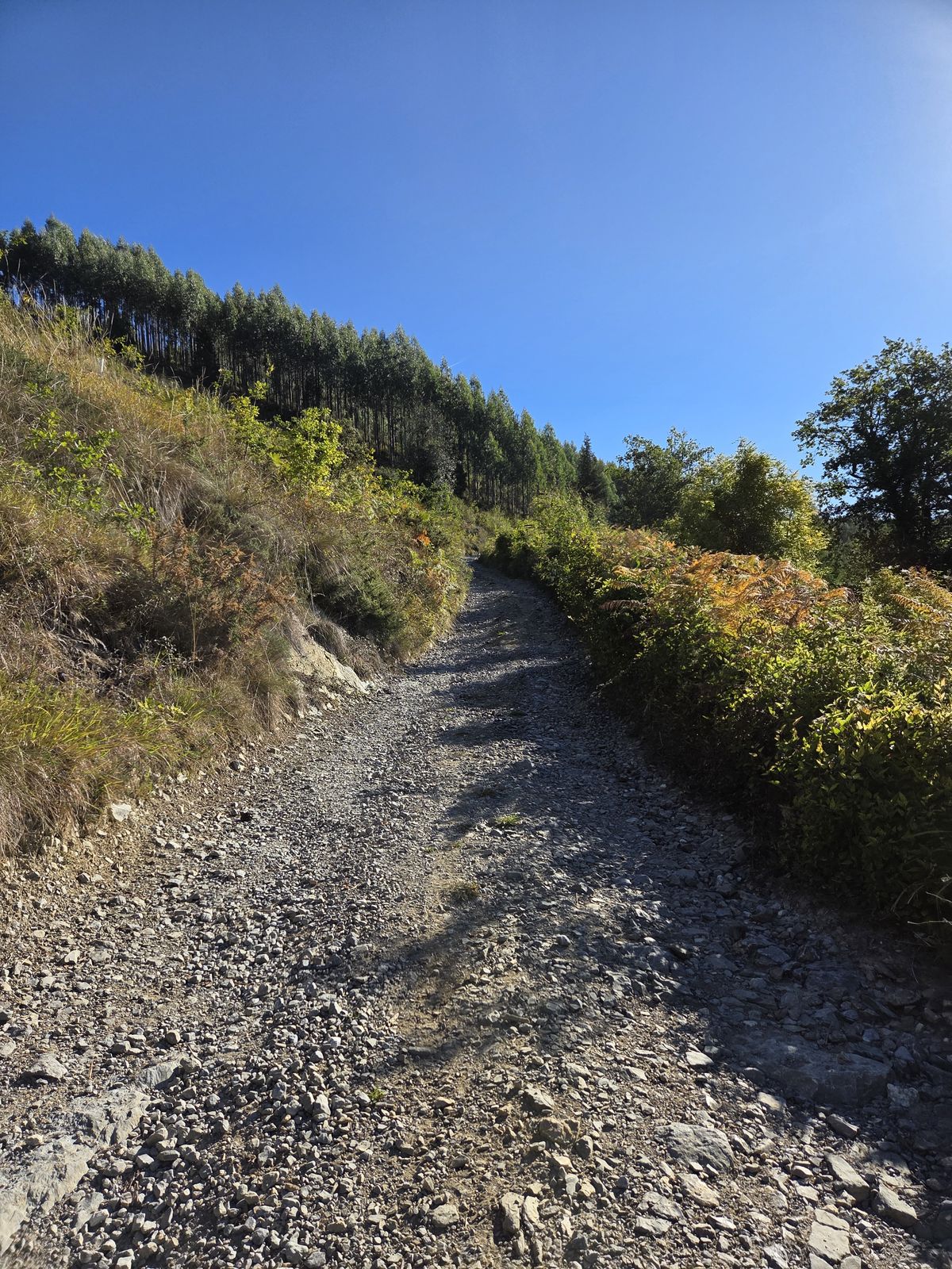 Pista de piedra y grava subiendo entre helechos y matorral