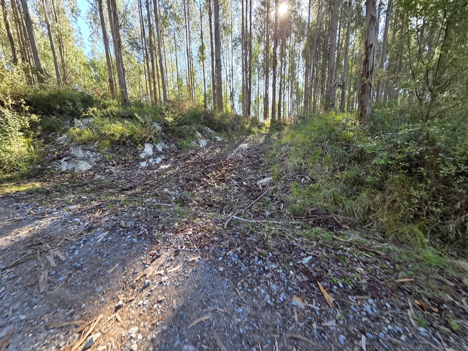 Cruce de caminos en un bosque de eucaliptos