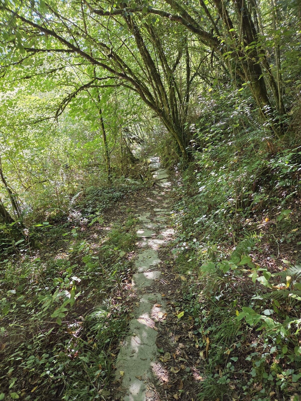 Tramo de sendero empedrado entre helechos, junto al desnivel de la ladera