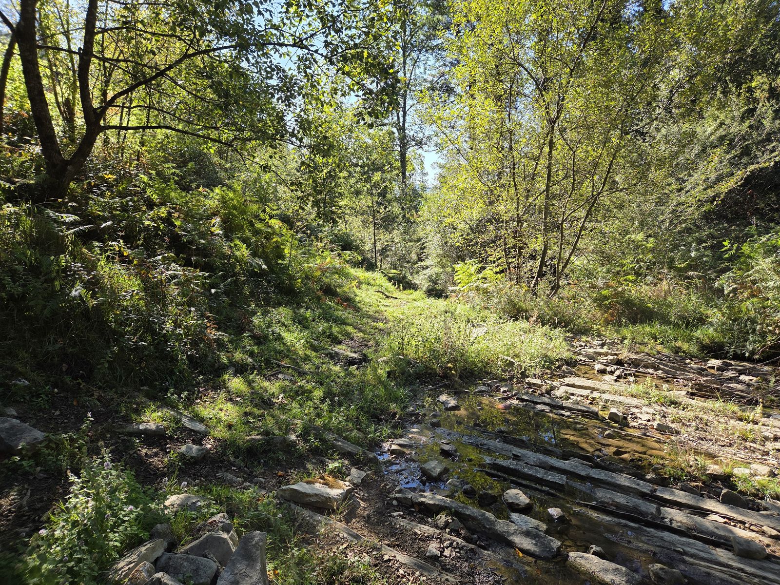 Cruce de un arroyo entre rocas, en un tramo de bosque de con&iacute;feras