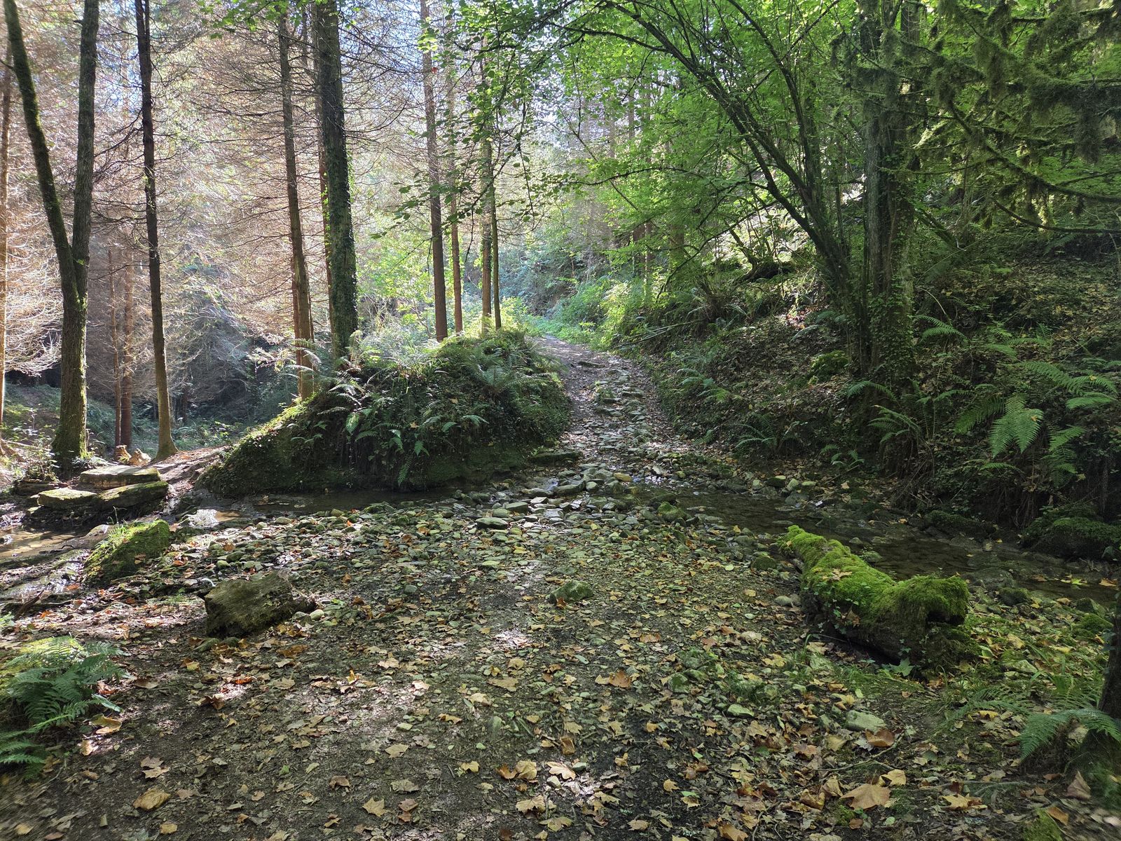 Otro cruce de arroyo entre piedras musgosas, en el bosque
